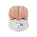 3B Scientific Introductory Brain Model, 2 part - w/ 3B Smart Anatomy 1000223